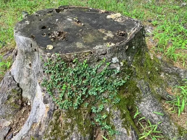 フェンスや庭木に絡むツル除去