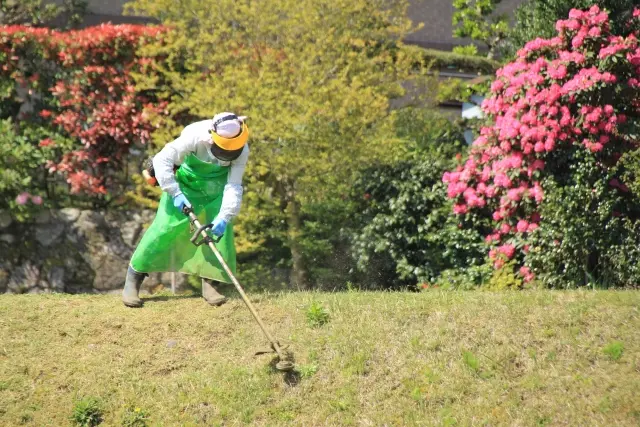 ツタ除去のメリット