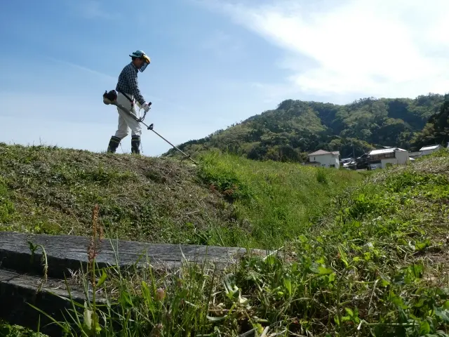 外壁・壁面のツタ除去